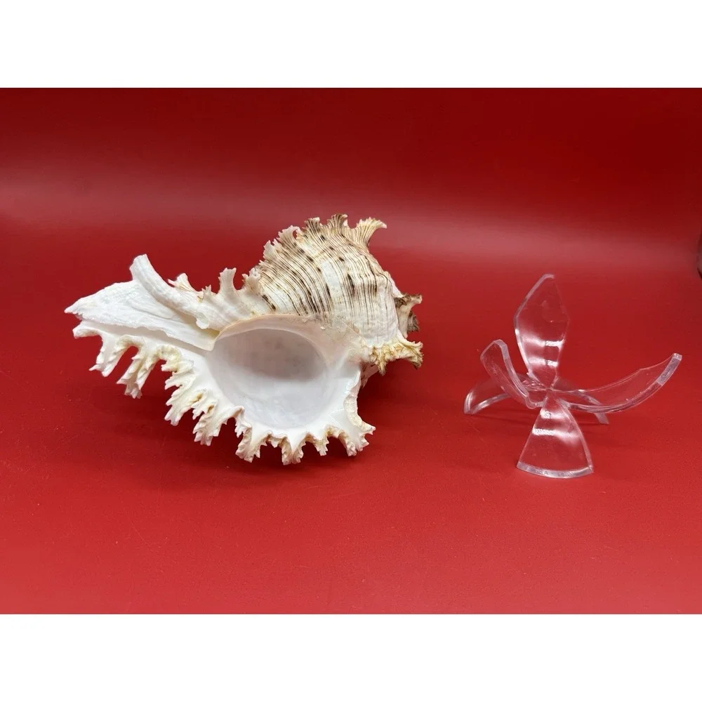 Chicoreus ramosus Ramose Murex (or branched Murex) Sea Snail Shell 6.5